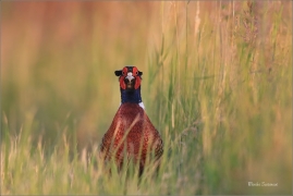 <p>BAŽANT OBECNÝ (Phasianus colchicus) - jižní Morava ---- /Common peansant - Fasan/</p>